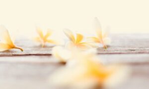 Common Areas of Practice for Spa Consultants